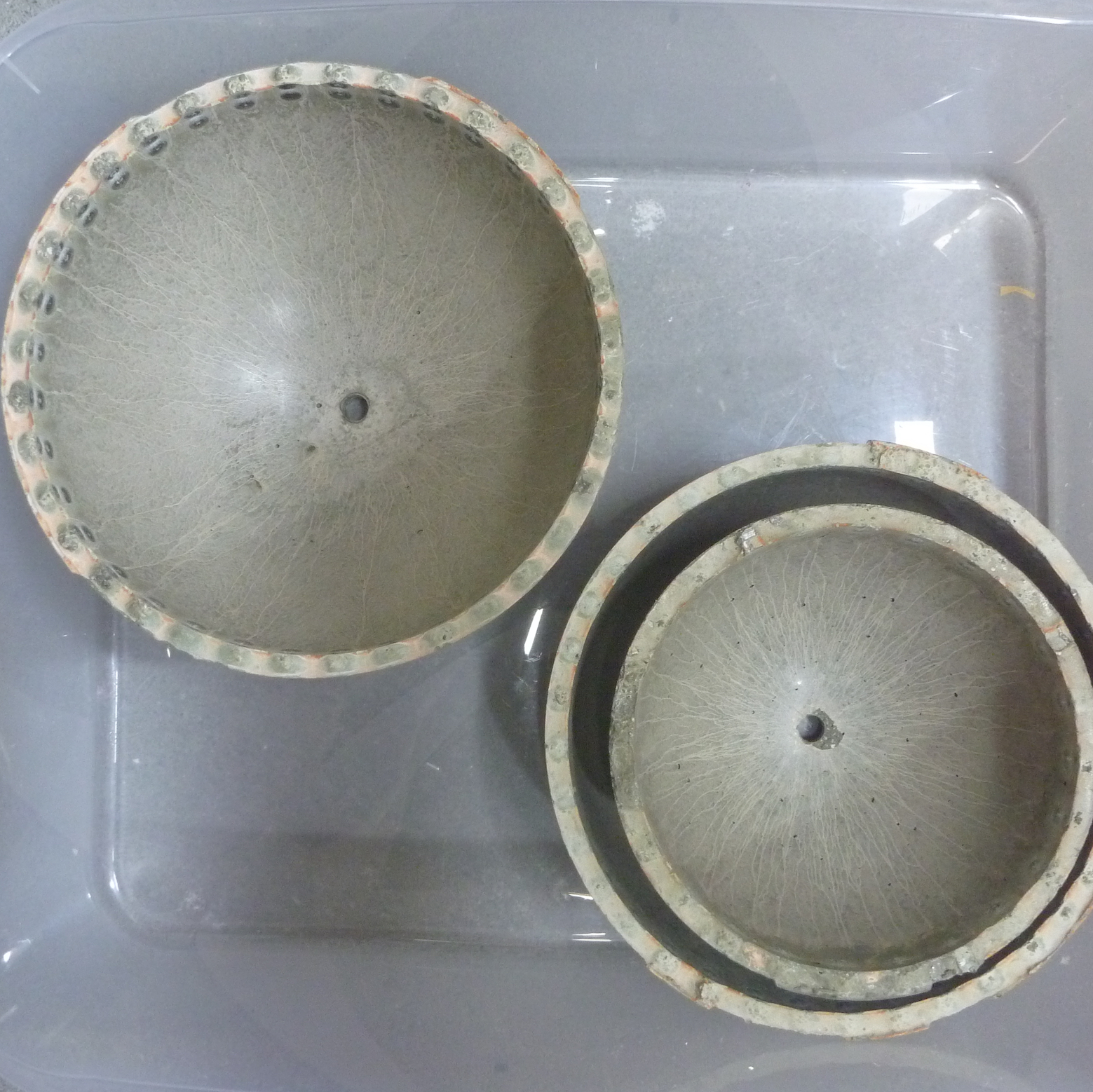 shell・shaped